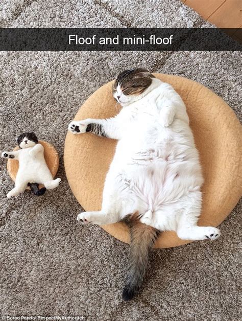 In this way, she highlights all the magnificence that these animals carry. . Bored panda cats